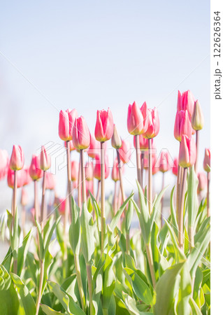 家の周りの草花　四季の色々　植物園の花壇に美しい早咲きのチュウリップの花が咲きました　 122626364