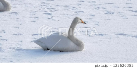 氷上の白鳥 オオハクチョウ 大白鳥 氷上の白鳥 オオハクチョウ 大白鳥 122626383