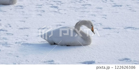 氷上の白鳥 オオハクチョウ 大白鳥 122626386