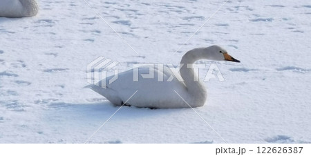 氷上の白鳥 オオハクチョウ 大白鳥 122626387