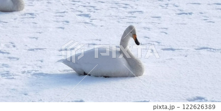 氷上の白鳥 オオハクチョウ 大白鳥 122626389