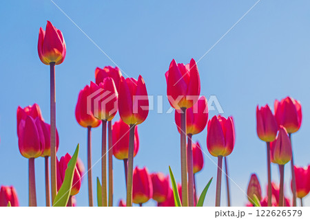 家の周りの草花　四季の色々　美しい早咲きのチュウリップの花が咲きました 122626579