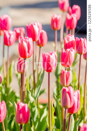 家の周りの草花 四季の色々 美しい早咲きのチュウリップの花が咲きました 家の周りの草花 四季の色々 美しい早咲きのチュウリップの花が咲きました 122626586