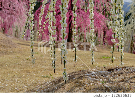 満開で綺麗な枝垂れ桜 満開で綺麗な枝垂れ桜 122626635