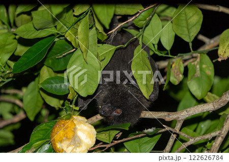 農作物を食べるオガサワラオオコオモリ　固有種　小笠原 122626784