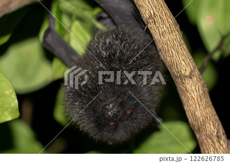 オガサワラオオコオモリ　固有種　小笠原 122626785