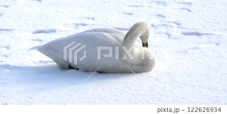 氷上の白鳥 オオハクチョウ 大白鳥 122626934