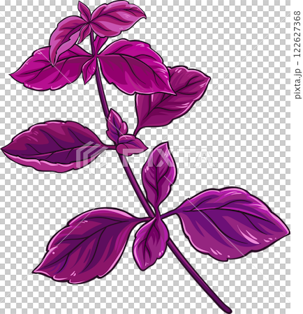 Purple Basil Branch with Leaves Colored Detailed Illustration. Purple Basil Branch with Leaves Colored Detailed Illustration. 122627368