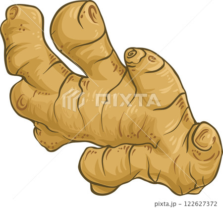 Ginger Root Colored Detailed Illustration. 122627372