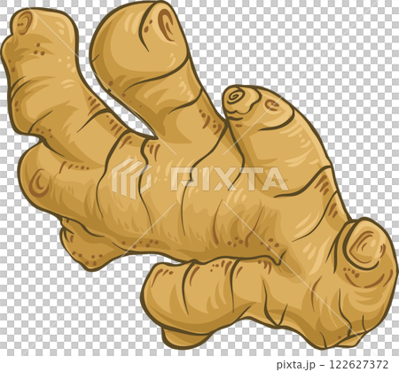 Ginger Root Colored Detailed Illustration. 122627372
