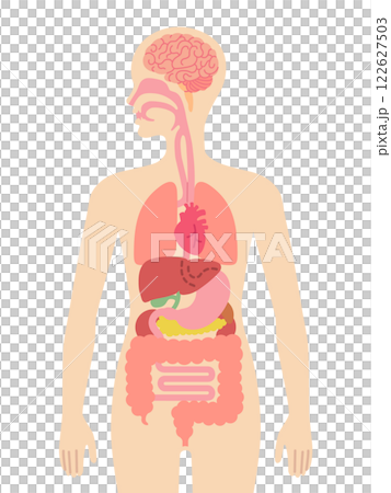 人間の臓器 122627503