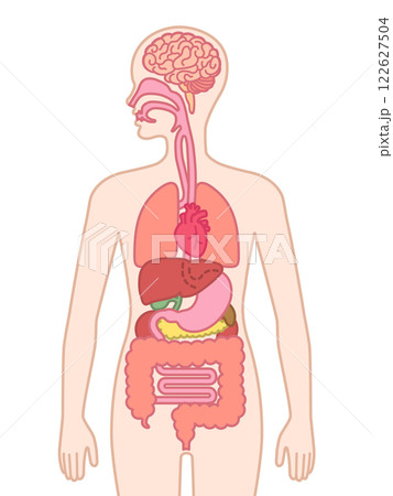 人間の臓器 122627504