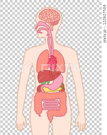 人間の臓器 122627504
