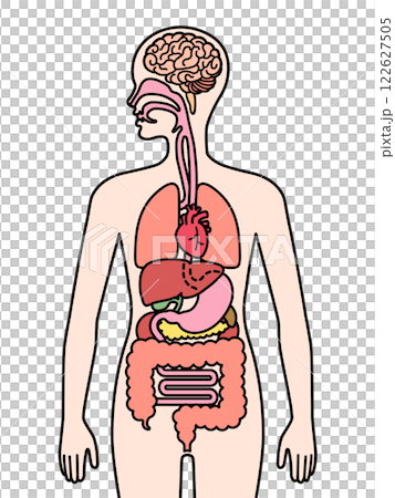 Human organs 122627505