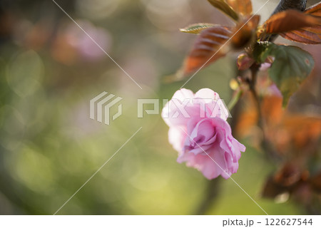 逆光に輝くしだれ桜 逆光に輝くしだれ桜 122627544