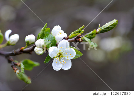 a branch of white apple tree flowers, covered with dew and raindrops, on a blurred background 122627880