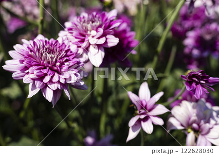 Floral wallpaper background. Beautiful pink Chrysanthemum garden autumn flowers. Floral wallpaper background. Beautiful pink Chrysanthemum garden autumn flowers. 122628030
