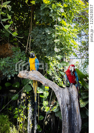 Pair of parrot Macaw sitting on the branch and green tree background. Parrot on tree branch in nature habitat. Pair of parrot Macaw sitting on the branch and green tree background. Parrot on tree branch in nature habitat. 122628037