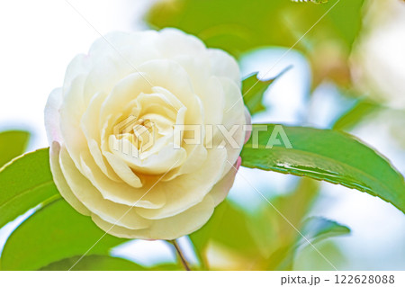 家の周りの草花 四季の色々 庭の垣根に白い花が咲きました 美しく輝く可憐な山茶花の花 家の周りの草花 四季の色々 庭の垣根に白い花が咲きました 美しく輝く可憐な山茶花の花 122628088