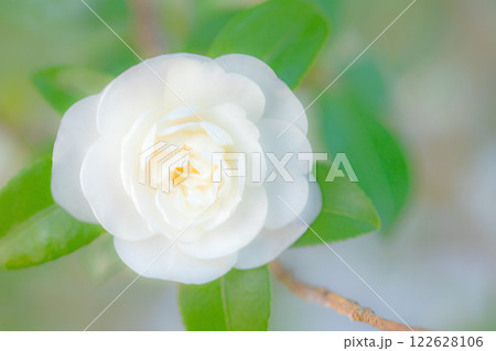 家の周りの草花　四季の色々　庭の垣根に白い花が咲きました　美しく輝く可憐な山茶花の花 122628106