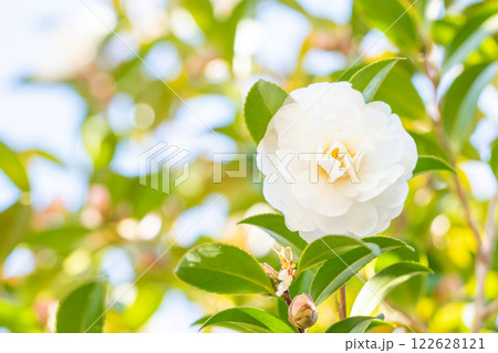 家の周りの草花　四季の色々　庭の垣根に白い花が咲きました　美しく輝く可憐な山茶花の花 122628121