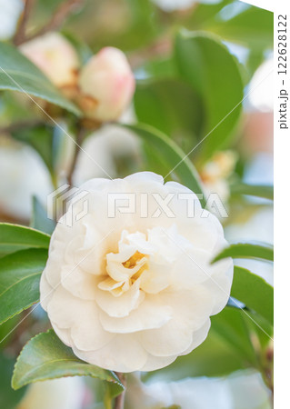 家の周りの草花 四季の色々 庭の垣根に白い花が咲きました 美しく輝く可憐な山茶花の花 家の周りの草花 四季の色々 庭の垣根に白い花が咲きました 美しく輝く可憐な山茶花の花 122628122