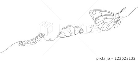 Continuous line drawing of butterfly life cycle. Transformation of caterpillar from cocoon into butterfly. Minimalist black linear sketch isolated on white background. Continuous line drawing of butterfly life cycle. Transformation of caterpillar from cocoon into butterfly. Minimalist black linear sketch isolated on white background. 122628132