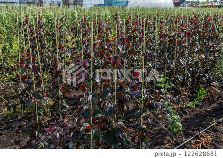 Seedlings of decorative apple trees in the nursery 122628681
