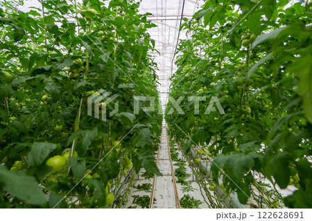Growing vegetables in a greenhouse. Industrial greenhouse with tomatoes 122628691