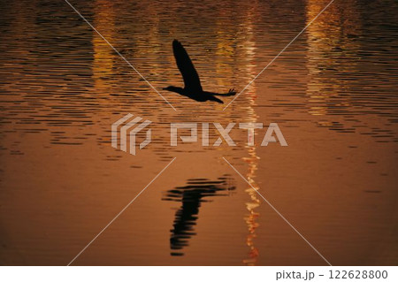 夕陽に向かって飛ぶカワウ 夕陽に向かって飛ぶカワウ 122628800