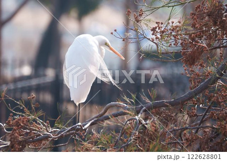 枝の上に立つダイサギ 122628801