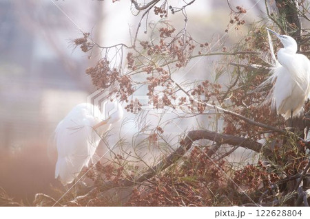 二羽で仲良く羽繕いする白鷺 二羽で仲良く羽繕いする白鷺 122628804