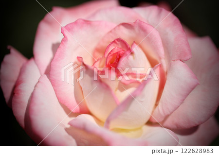 奇麗なバラの花のアップ 奇麗なバラの花のアップ 122628983