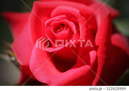 奇麗なバラの花のアップ 122628984