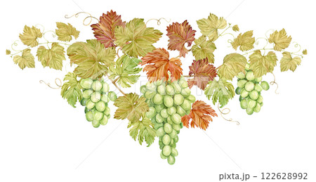 Watercolor composition in retro style. Large grape branch, hand drawn illustration. Grapevine with intertwined shoots, hanging down bunches of green grapes and leaves, for winery or tasting design. 122628992