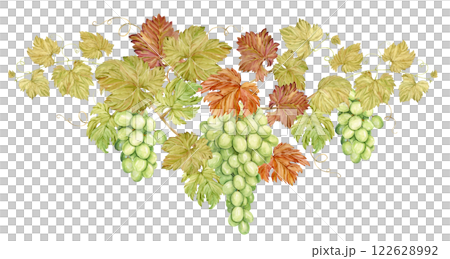 Watercolor composition in retro style. Large grape branch, hand drawn illustration. Grapevine with intertwined shoots, hanging down bunches of green grapes and leaves, for winery or tasting design. 122628992
