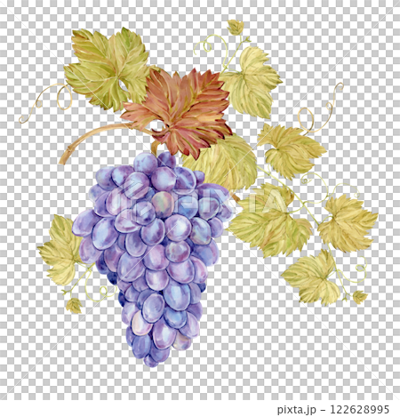 Watercolor branch with lilac grapes. Illustration of purple fruits, leaves and branches isolated on white background. Berries for wine, juice, jam labels. Clipart for winery, cafe, restaurant. Watercolor branch with lilac grapes. Illustration of purple fruits, leaves and branches isolated on white background. Berries for wine, juice, jam labels. Clipart for winery, cafe, restaurant. 122628995