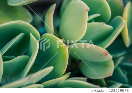 An abstract leaf of Crassulaceae succulent plants texture and background. 122629078