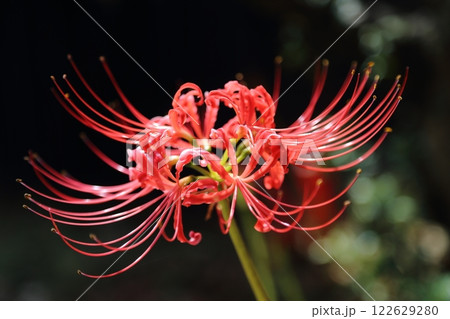 ガーデニング 庭の花、 ガーデニング 庭の花、 122629280
