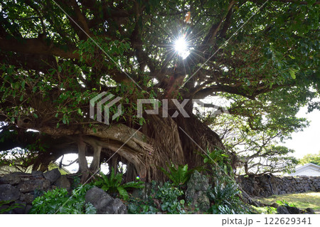 大浜 アコウの木 大浜 アコウの木 122629341