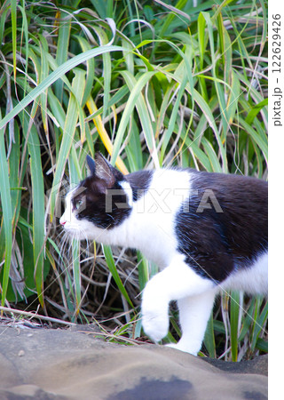 鵜戸神宮　猫 122629426