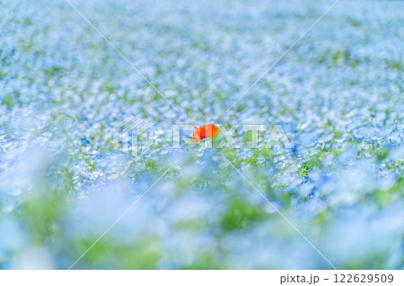 一面に広がるネモフィラの花畑とポツンと咲くポピー 122629509