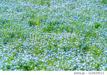 一面に広がるネモフィラの花畑 一面に広がるネモフィラの花畑 122629511