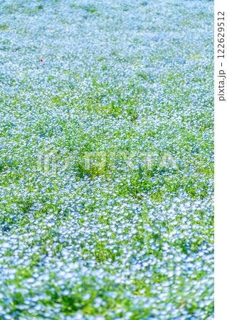 一面に広がるネモフィラの花畑 一面に広がるネモフィラの花畑 122629512