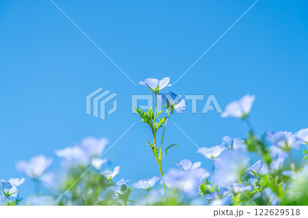 青空に向かって咲くネモフィラの花 青空に向かって咲くネモフィラの花 122629518