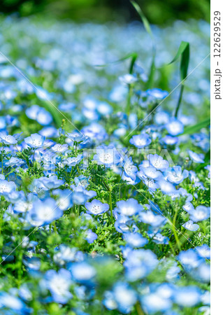 一面に広がるネモフィラの花畑 122629529
