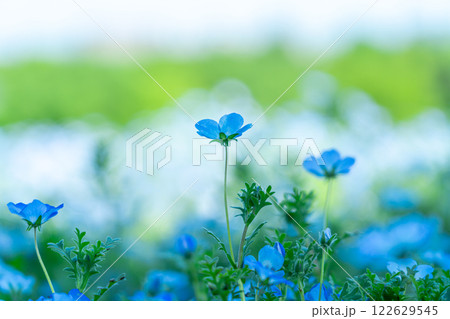 可愛らしく咲くネモフィラの花 122629545