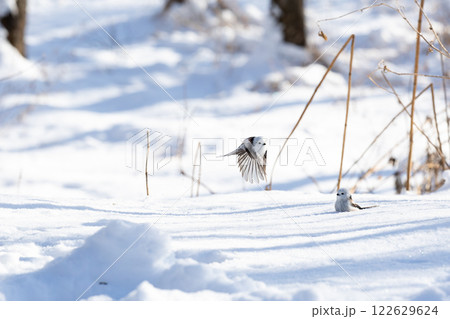 シマエナガ シマエナガ 122629624