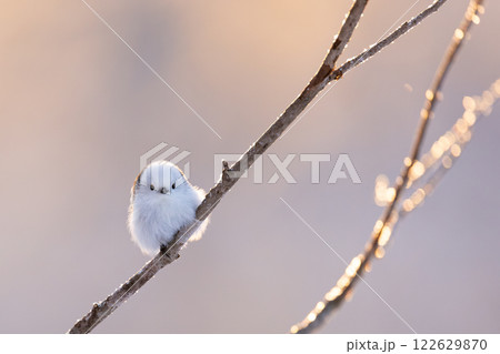 シマエナガ 122629870