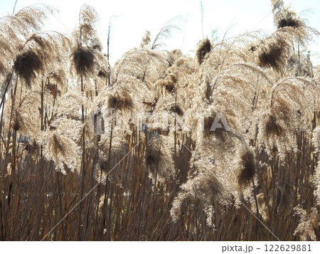 beautiful texture of beige dried flowers with long tassels in light wind illuminated by soft sun, natural textured background with sunlight and dry blooms of marshy area 122629881